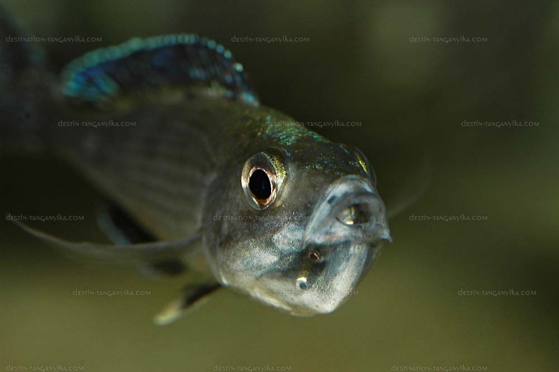 Cyprichromis leptosoma 'Isanga Bay'